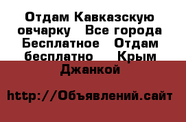 Отдам Кавказскую овчарку - Все города Бесплатное » Отдам бесплатно   . Крым,Джанкой